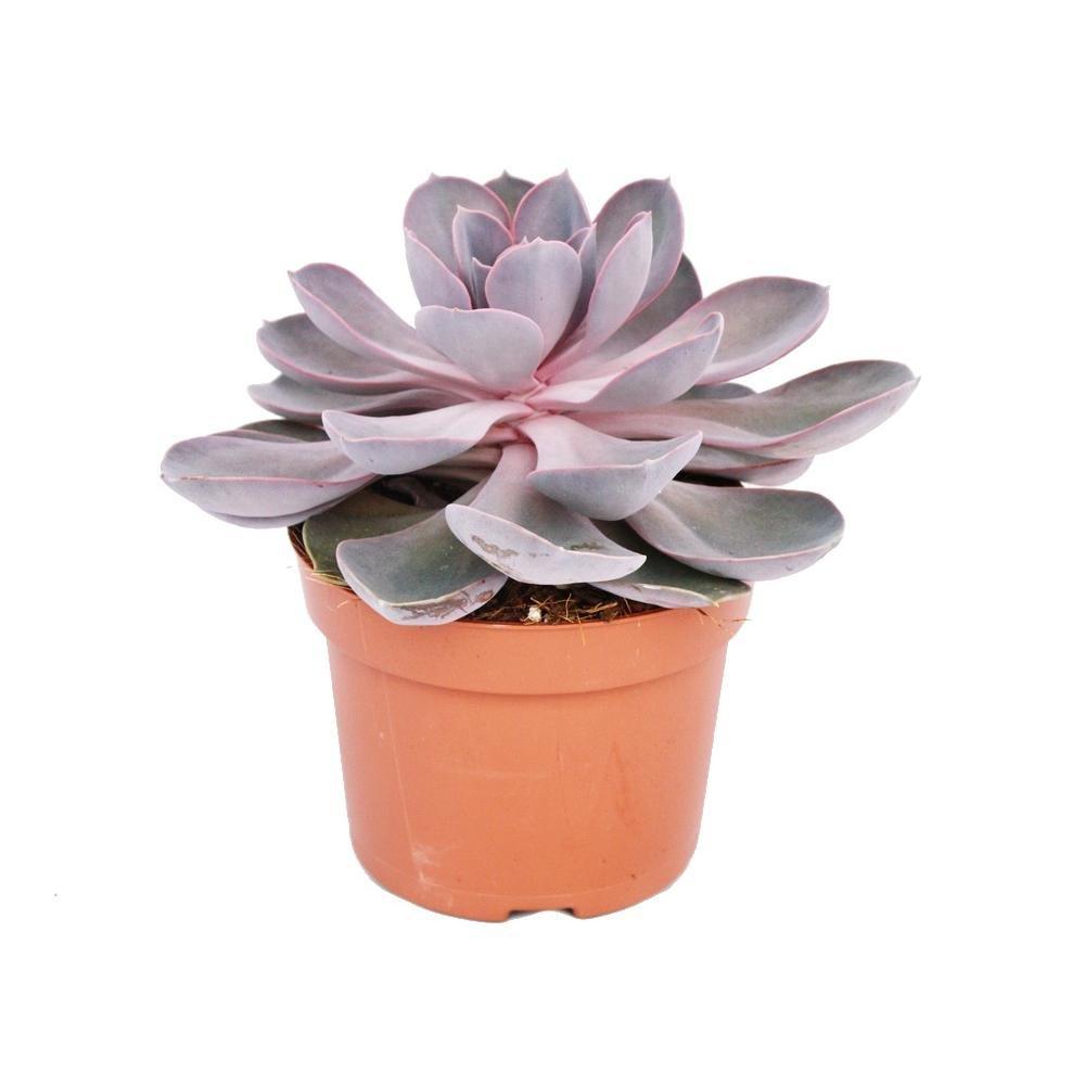 Suculenta Purple Pearl - 15/20 cm