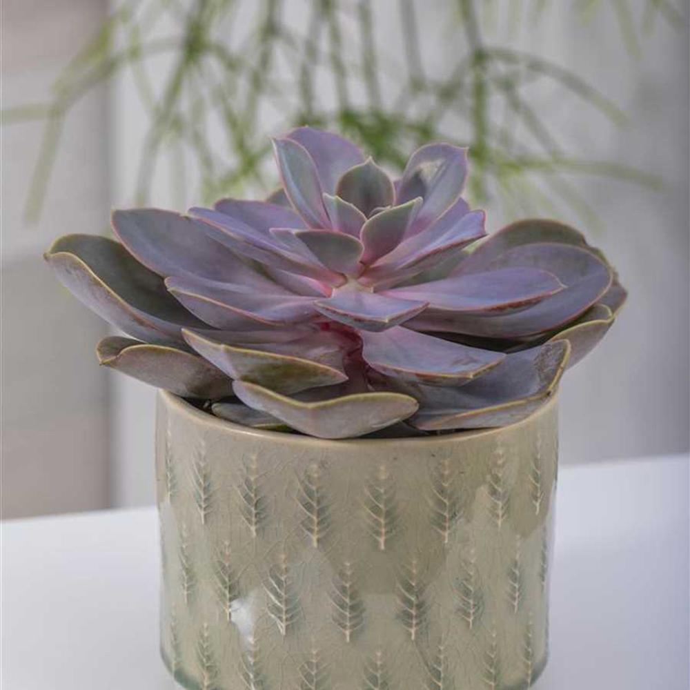 Suculenta Purple Pearl - 15/20 cm