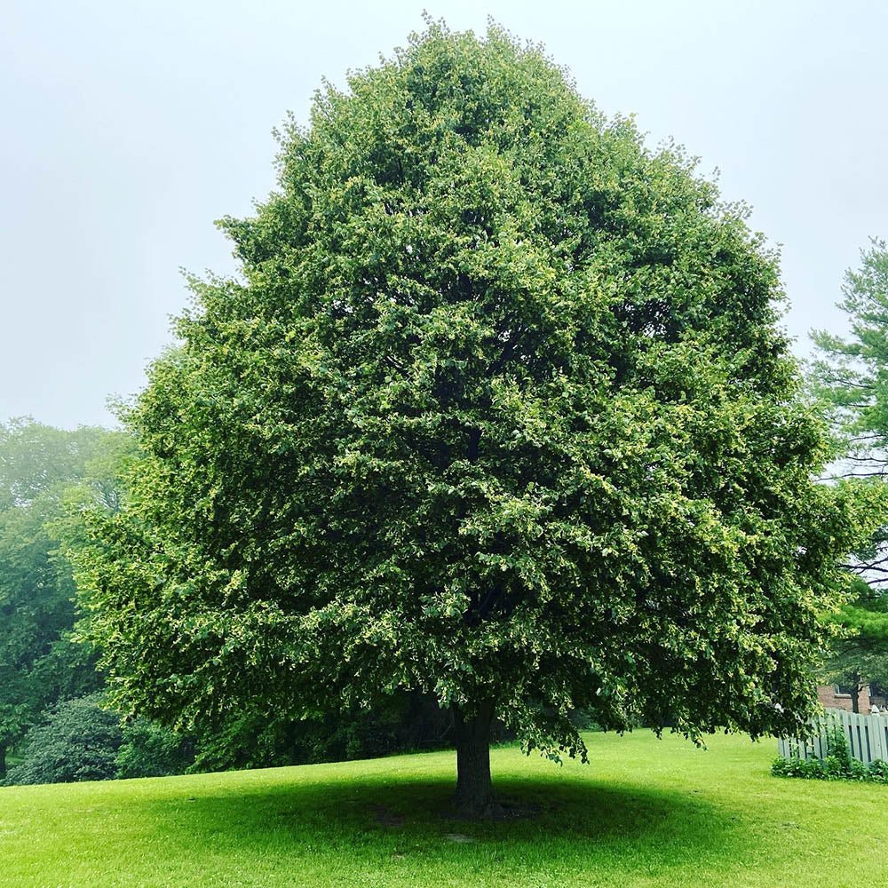 Tei cu Frunza Mica (Tilia Cordata) Greenspire - Mirositor