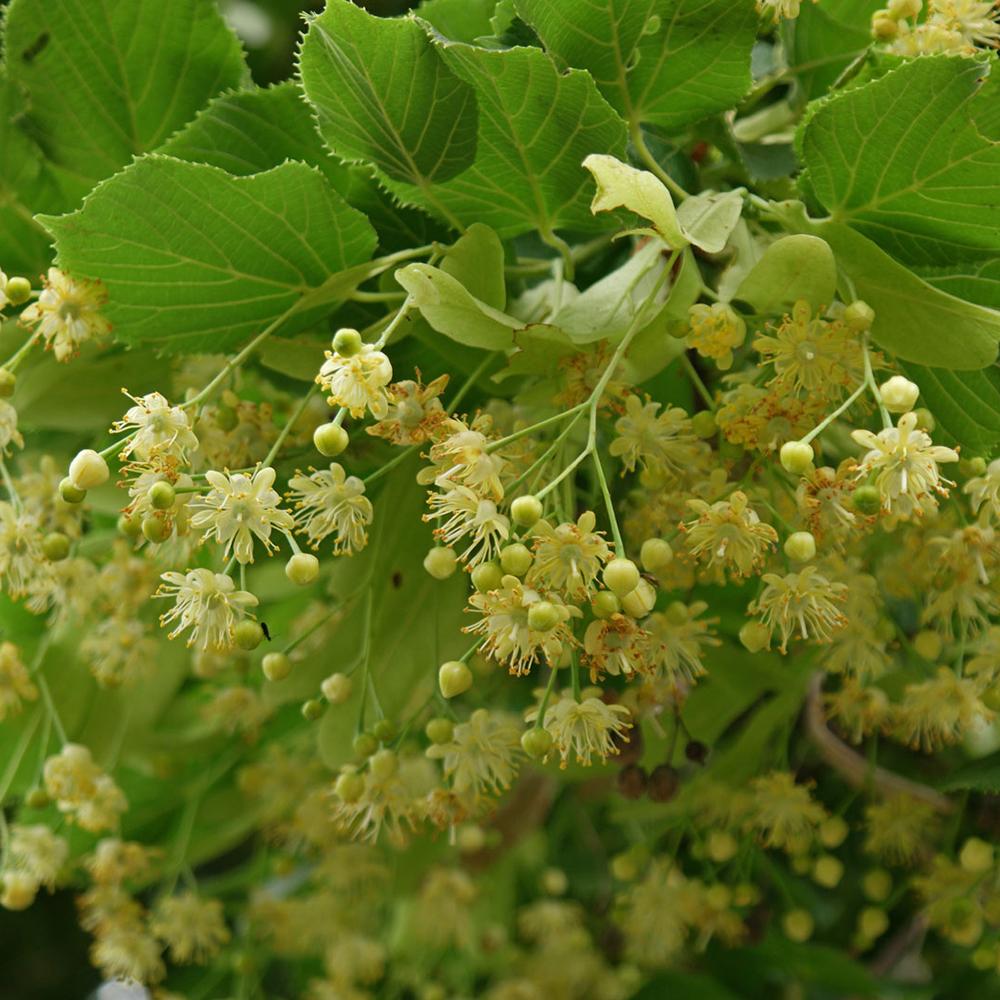 Tei cu Frunza Mica (Tilia Cordata) Greenspire - Mirositor