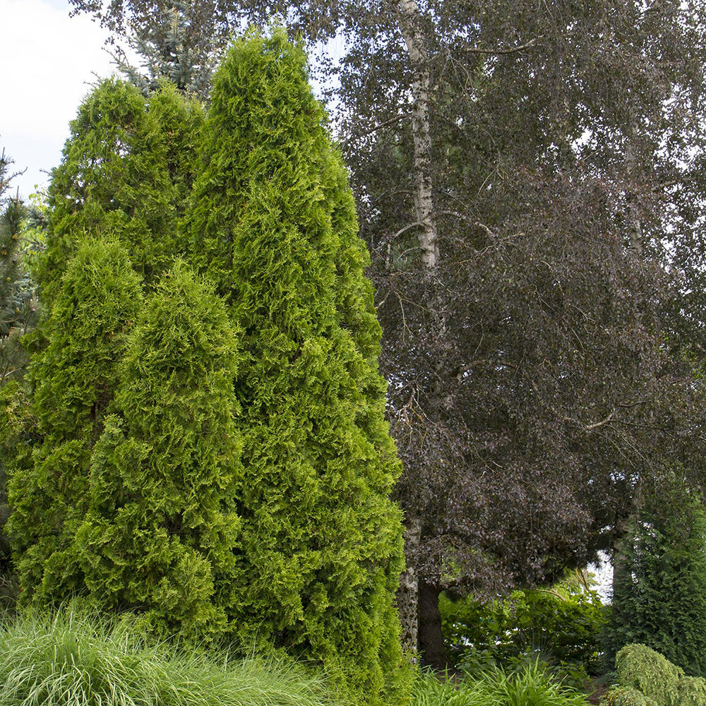 Tuia Occidentalis Degroot Spire