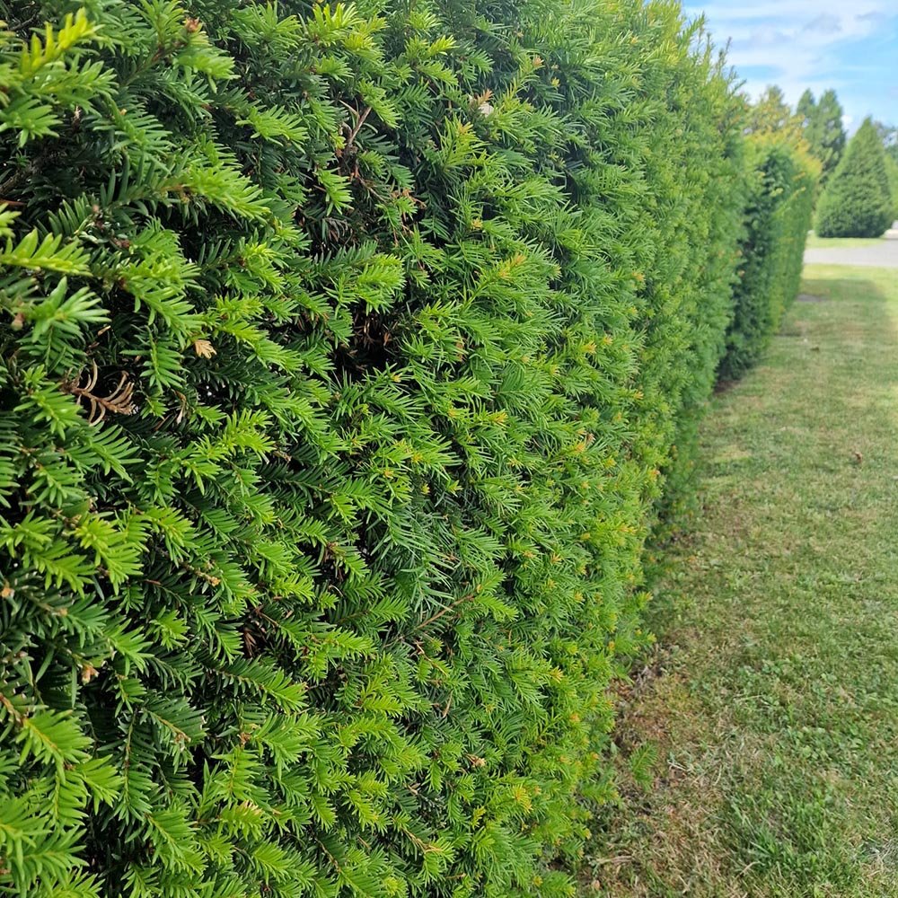 Tisa Classica gard viu vesnic verde (Taxus Baccata)