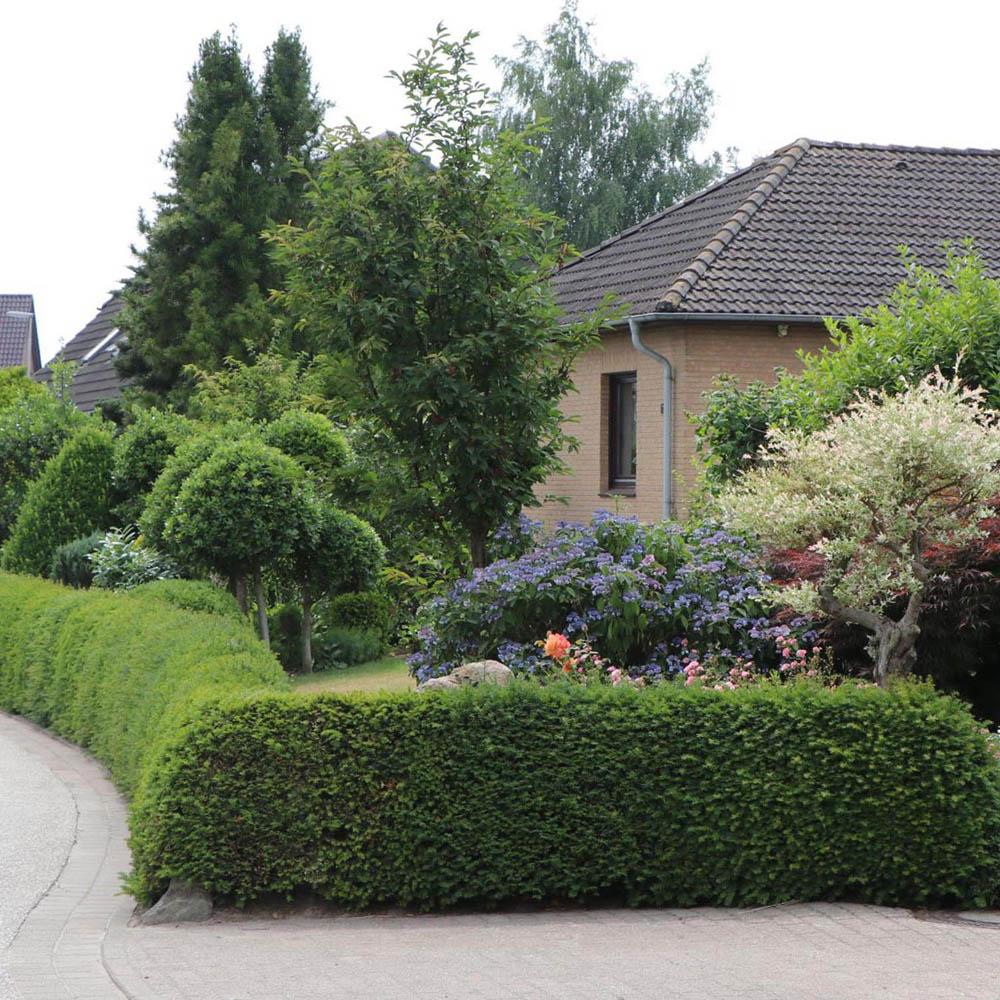 Tisa Classica gard viu vesnic verde (Taxus Baccata)