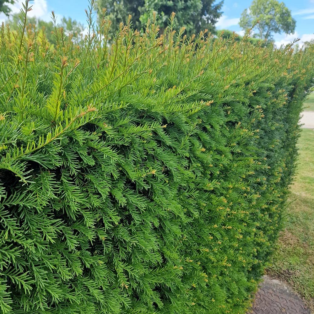 Tisa Classica gard viu vesnic verde (Taxus Baccata)