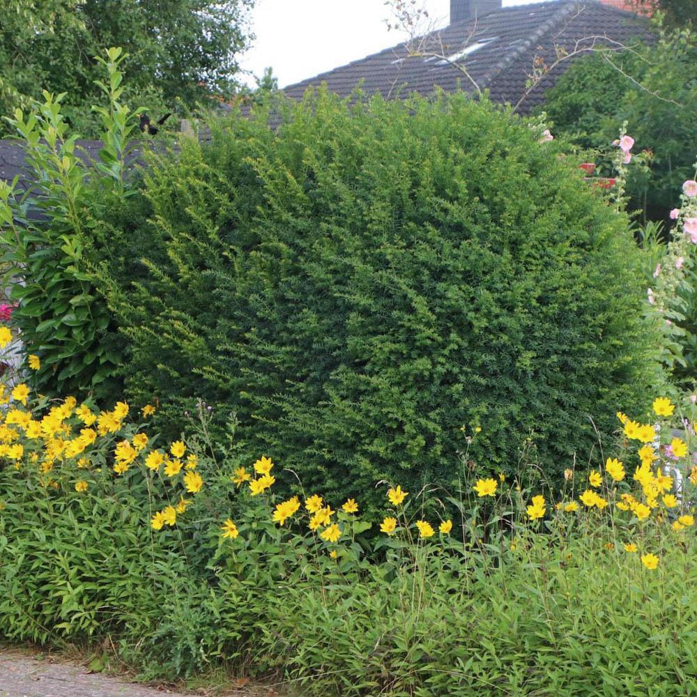 Tisa Classica gard viu vesnic verde (Taxus Baccata)