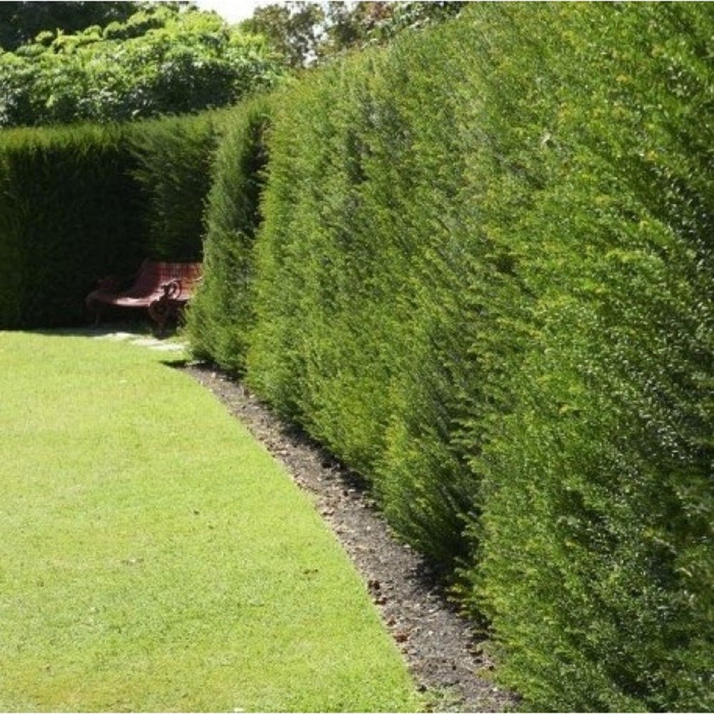 Tisa Classica gard viu vesnic verde (Taxus Baccata)