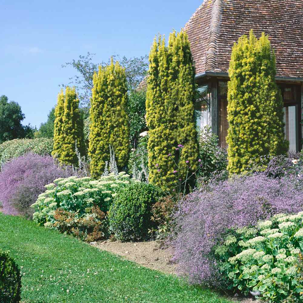 Tisa Columnar Auriu (Taxus Baccata Aureamarginata), cu ace galben-aurii