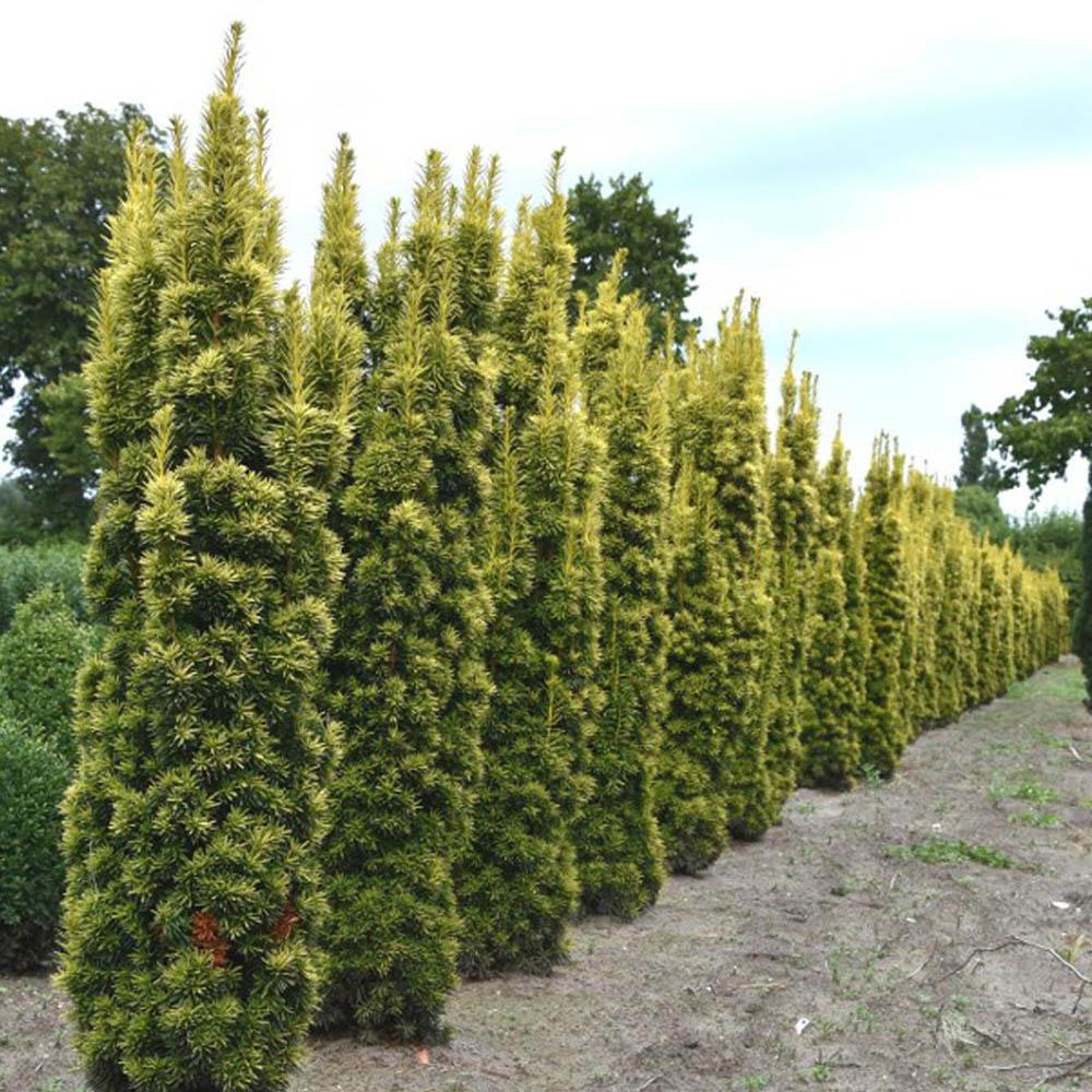Tisa David Auriu (Taxus Baccata), cu ace galbene, planta solitara