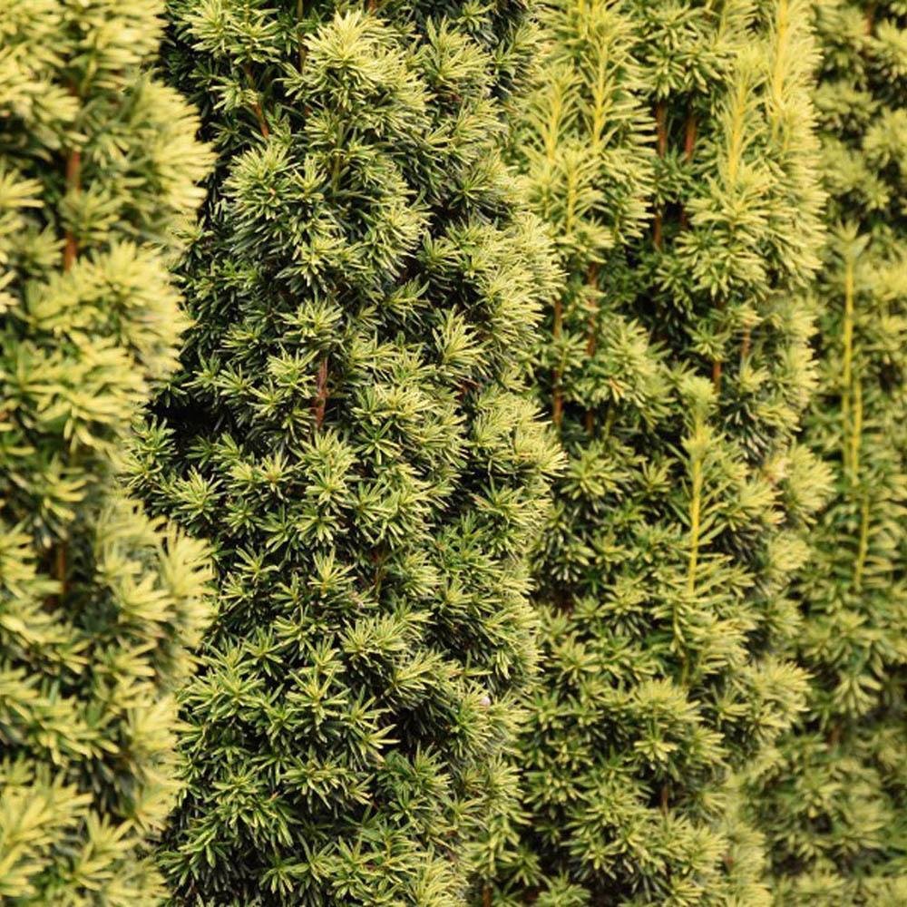 Tisa David Auriu (Taxus Baccata), cu ace galbene, planta solitara