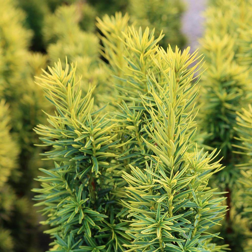 Tisa David Auriu (Taxus Baccata), cu ace galbene, planta solitara