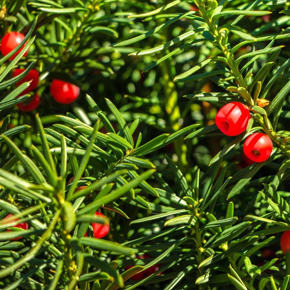 Tisa Columnar (Taxus Baccata)
