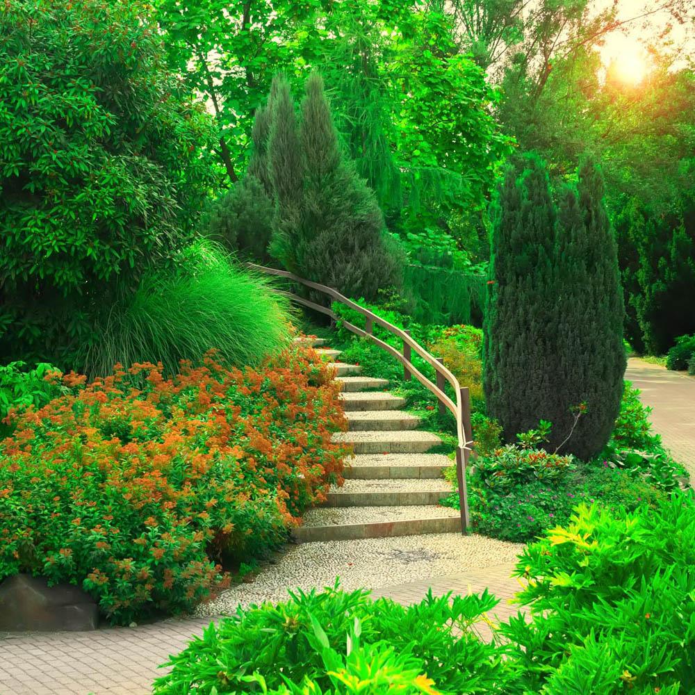 Tisa Columnar (Taxus Baccata)