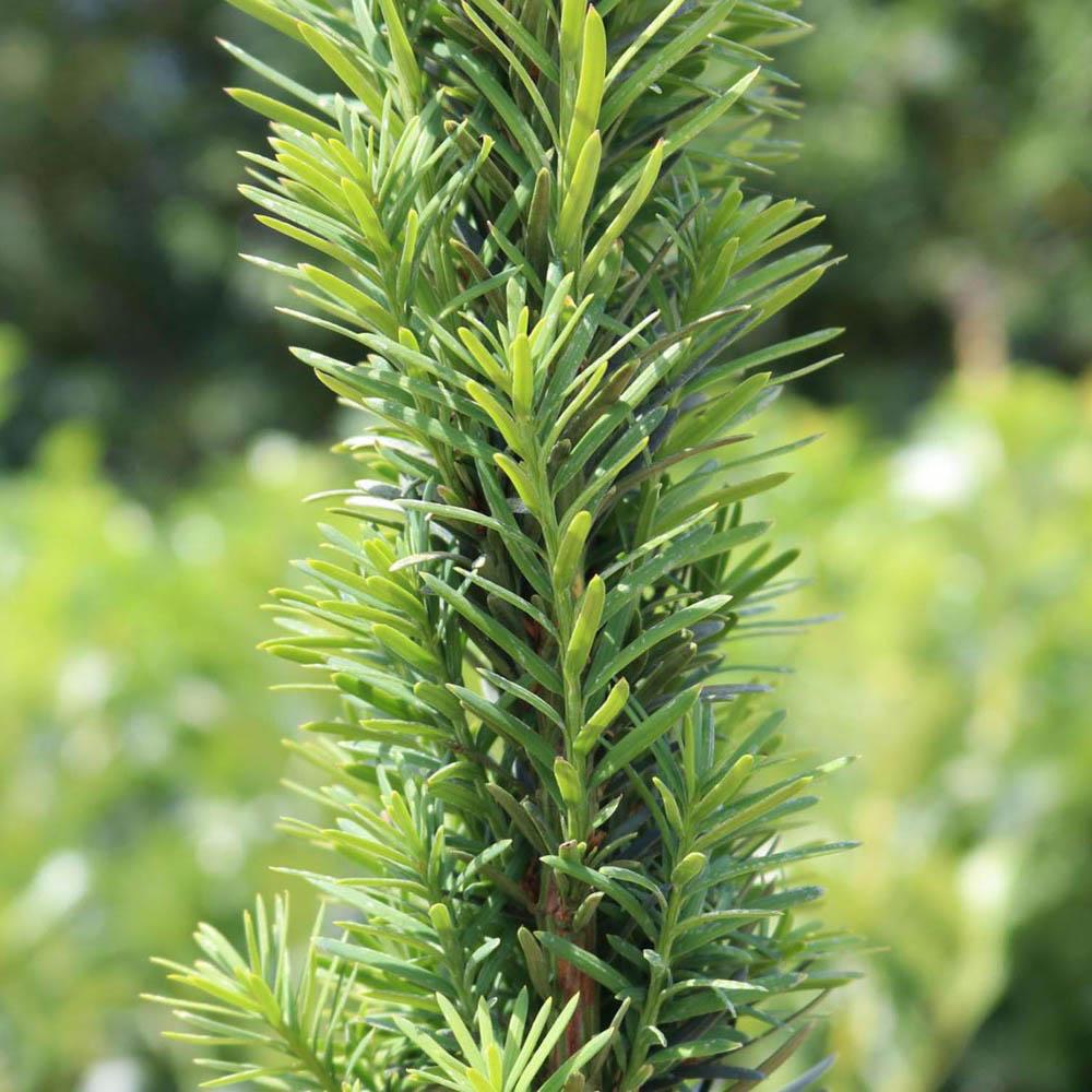 Tisa Columnar (Taxus Baccata)