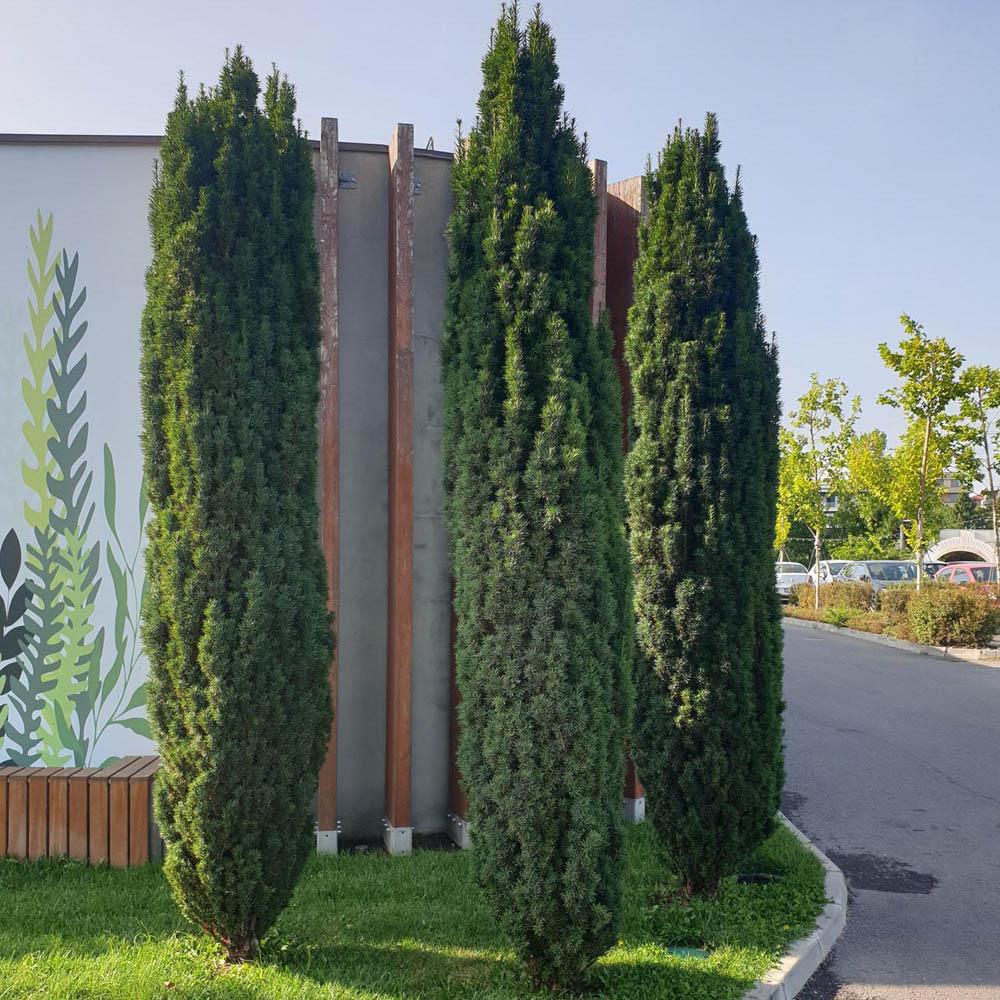 Tisa Columnar (Taxus Baccata)