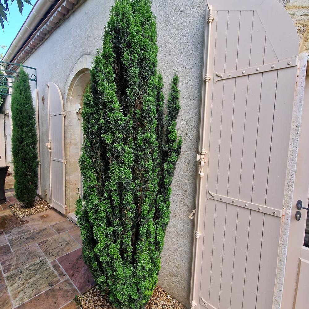 Tisa Columnar (Taxus Baccata)