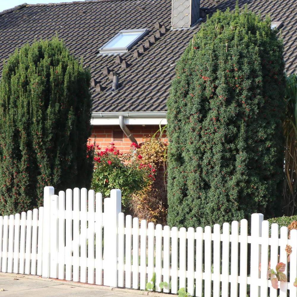 Tisa Columnar (Taxus Baccata)