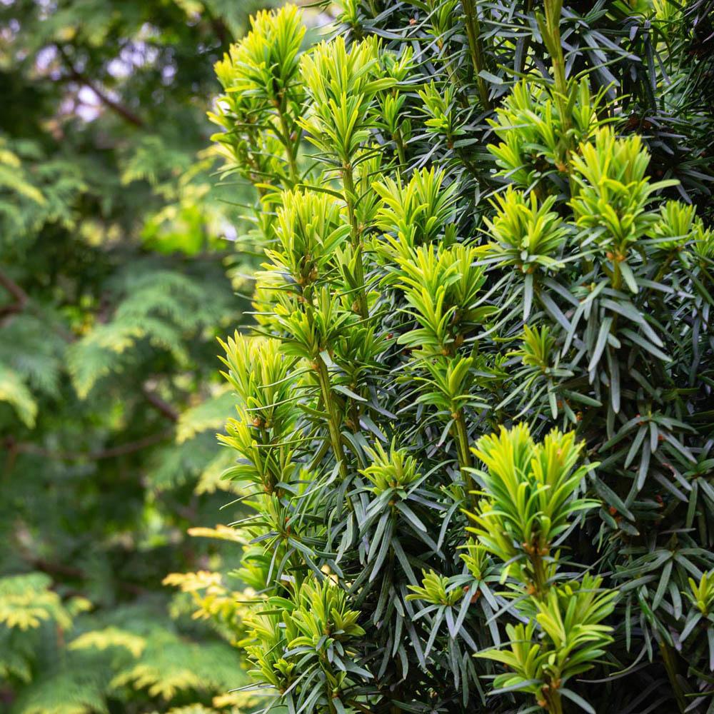 Tisa Columnar (Taxus Baccata)