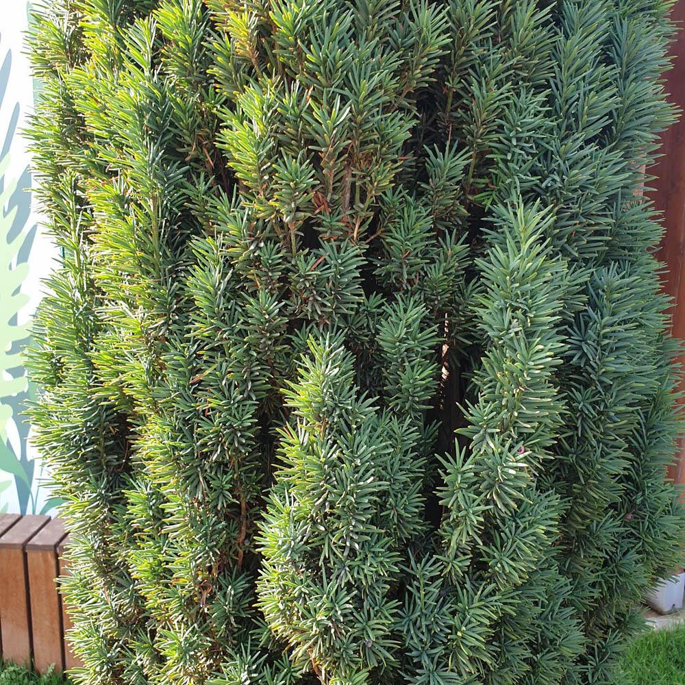 Tisa Columnar (Taxus Baccata)