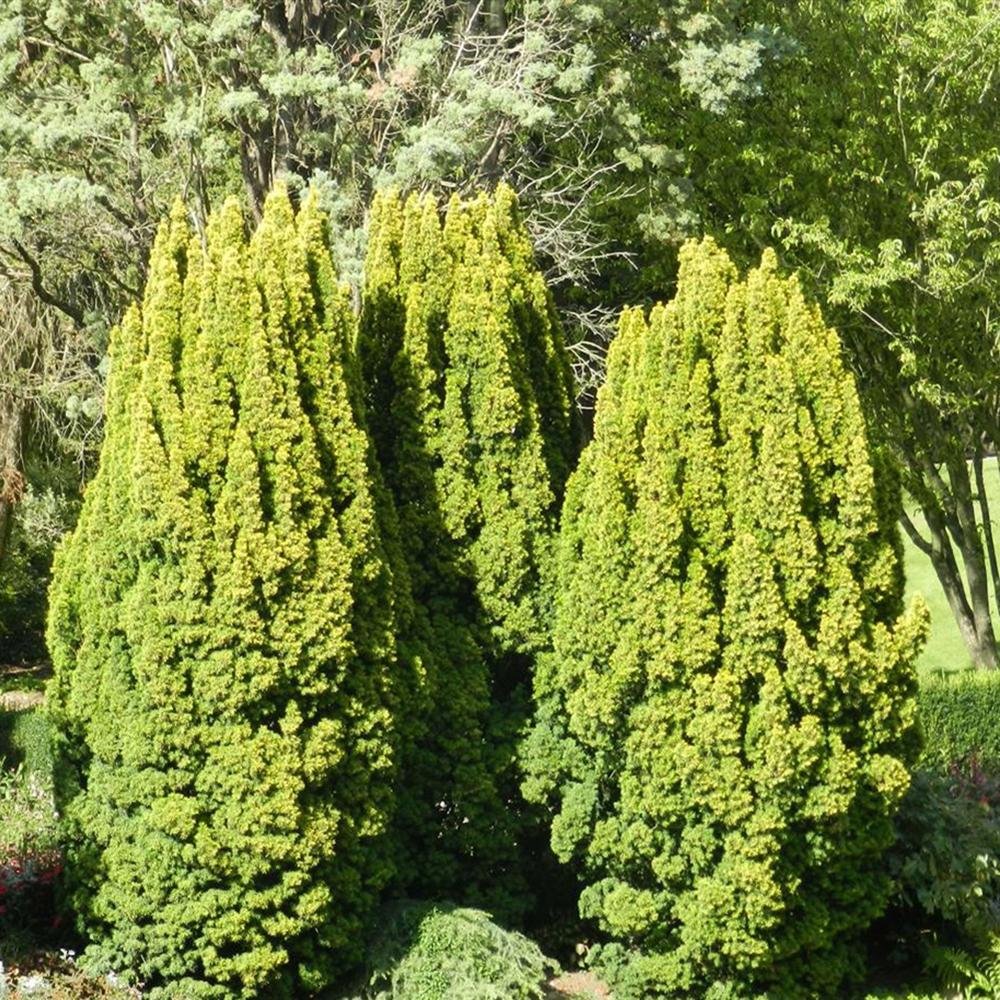 Tisa Columnar Auriu (Taxus Baccata Aureamarginata), cu ace galben-aurii