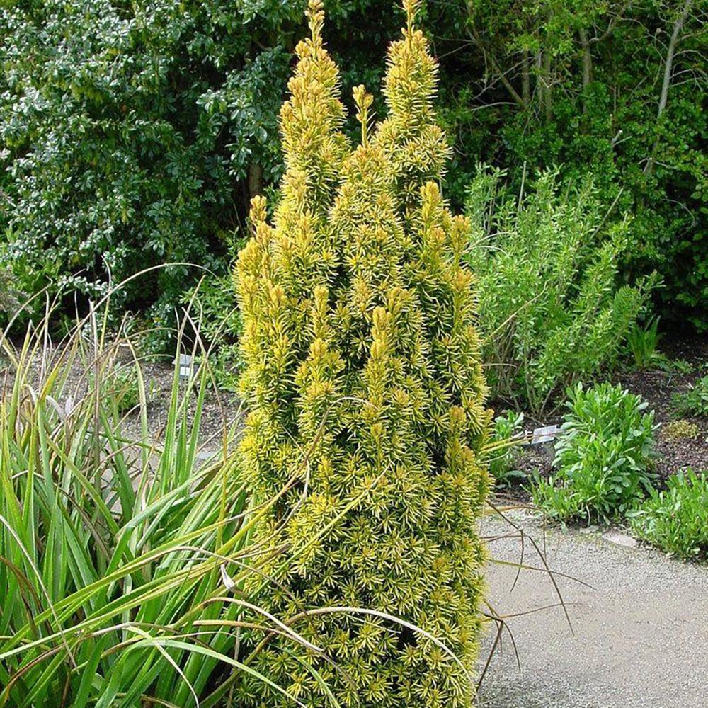 Tisa Columnar Auriu (Taxus Baccata Aureamarginata), cu ace galben-aurii