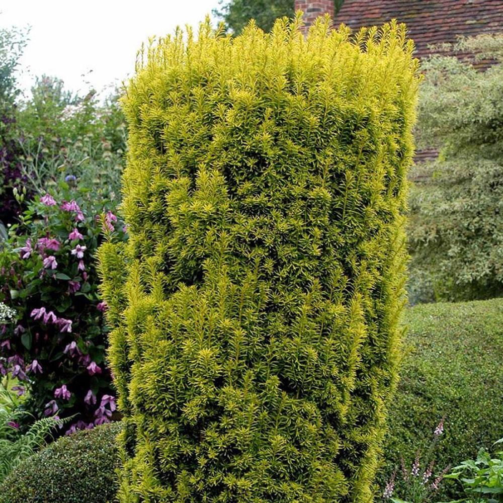 Tisa Columnar Auriu (Taxus Baccata Aureamarginata), cu ace galben-aurii