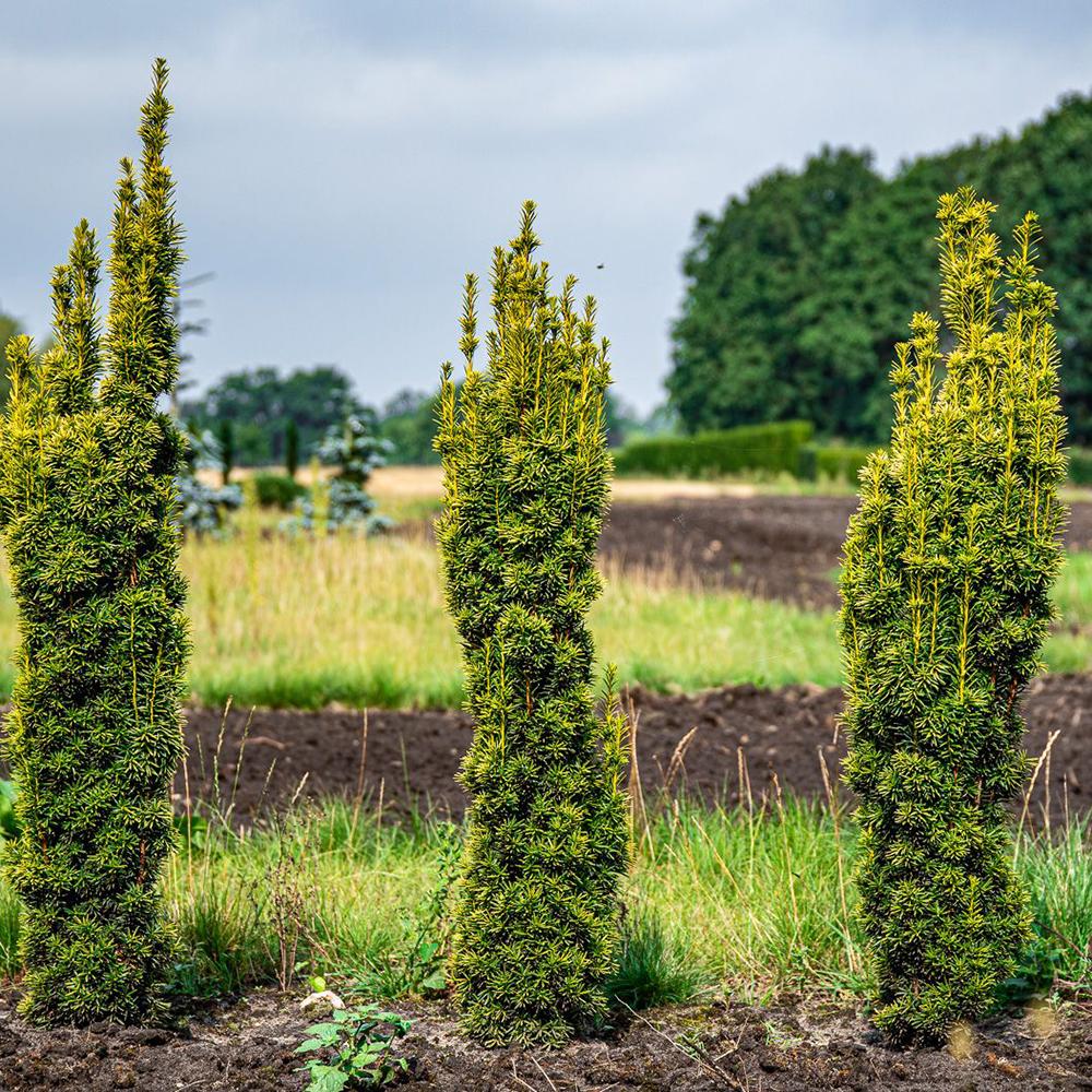 Tisa Columnar Auriu (Taxus Baccata Aureamarginata), cu ace galben-aurii
