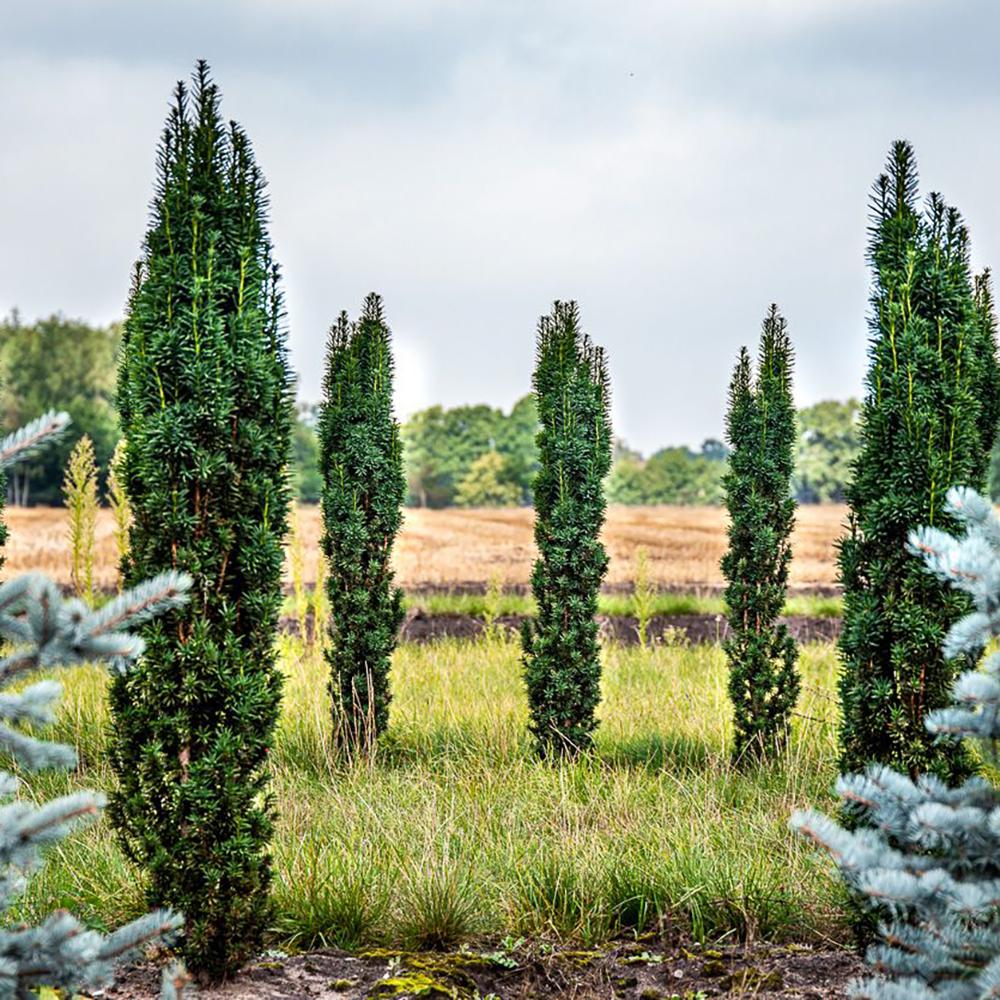 Tisa Columnar Robusta (Taxus Baccata)
