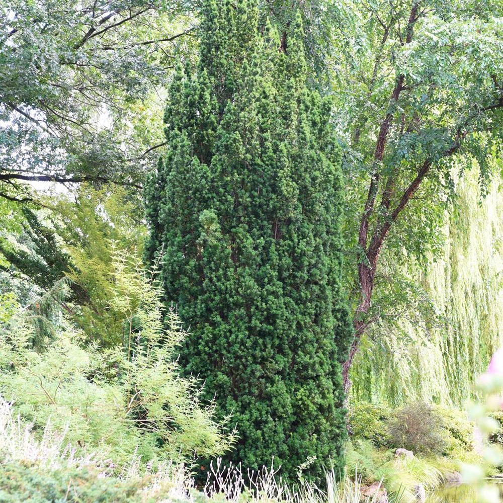 Tisa Columnar Robusta (Taxus Baccata)