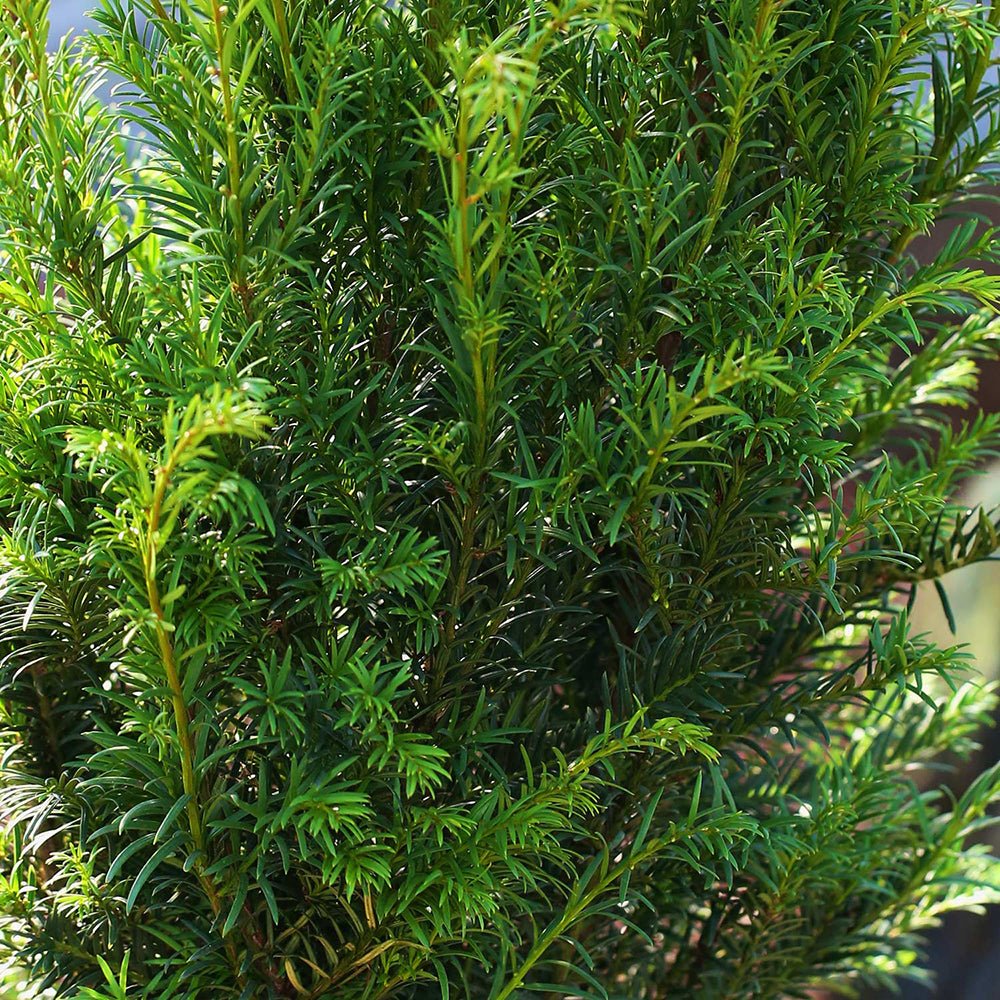 Tisa Groenland (Taxus Baccata)