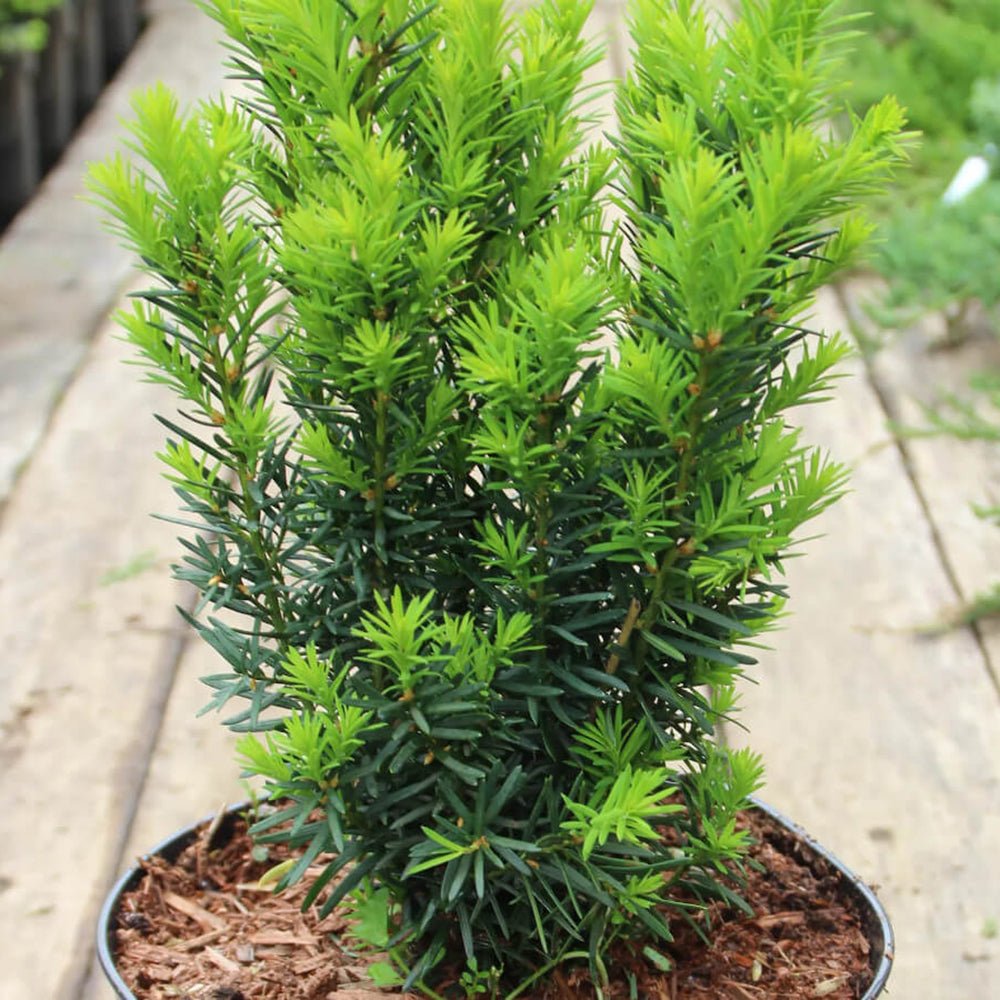 Tisa Groenland (Taxus Baccata)
