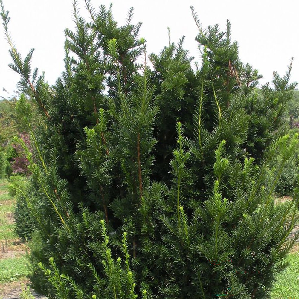 Tisa Groenland (Taxus Baccata)