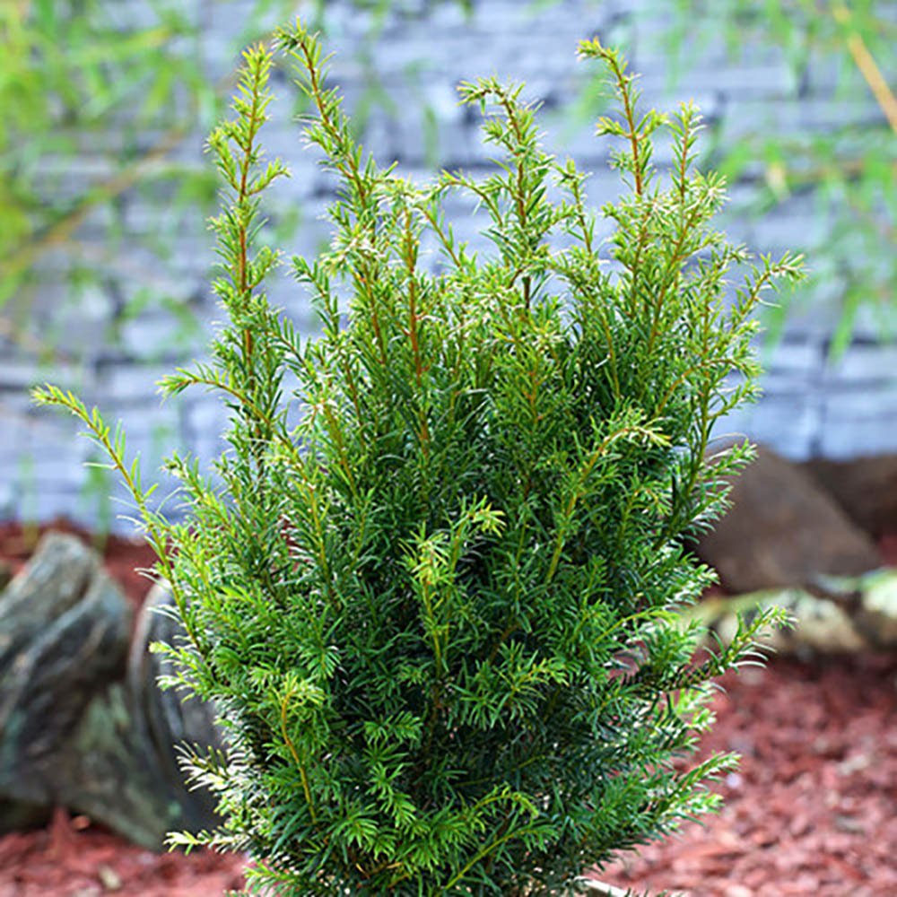 Tisa Groenland (Taxus Baccata)