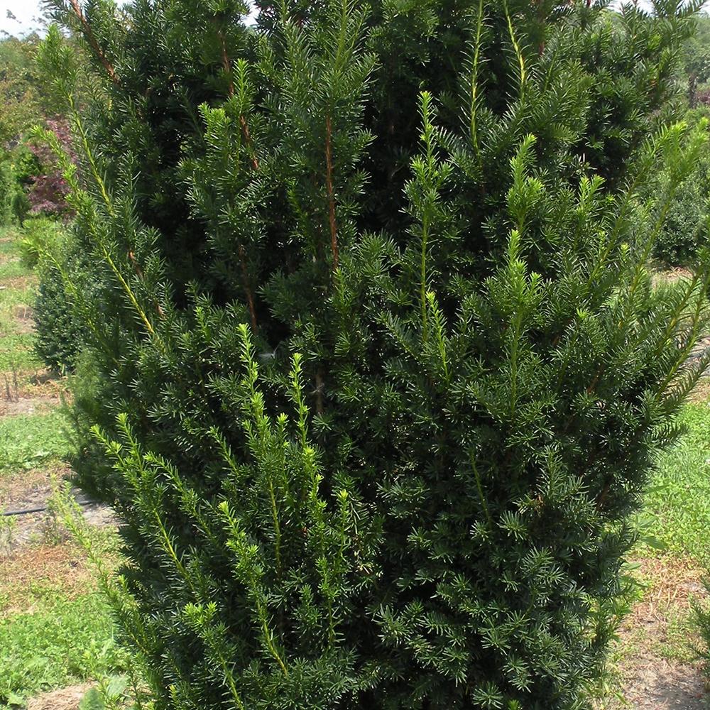 Tisa Hillii gard viu vesnic verde (Taxus Baccata)