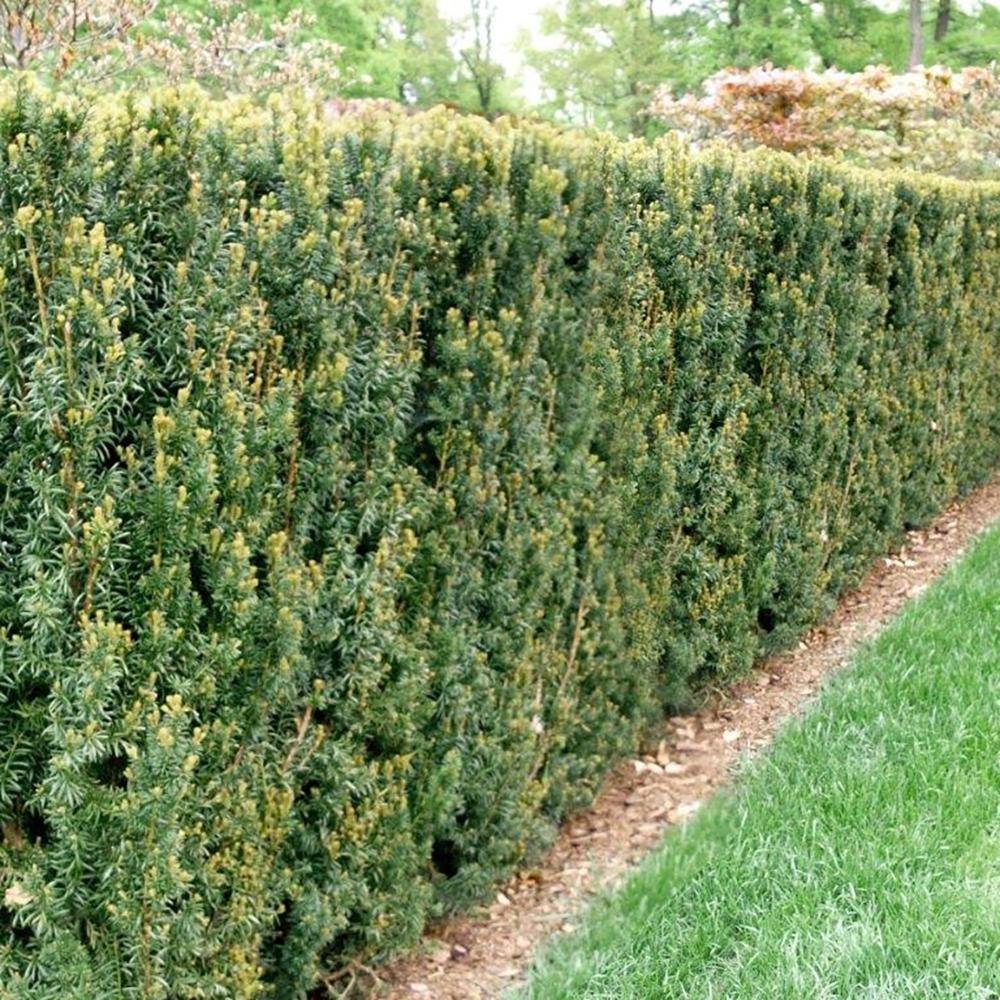 Tisa Hillii gard viu vesnic verde (Taxus Baccata)