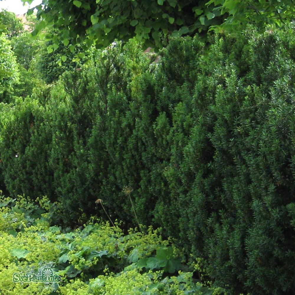 Tisa Hillii gard viu vesnic verde (Taxus Baccata)