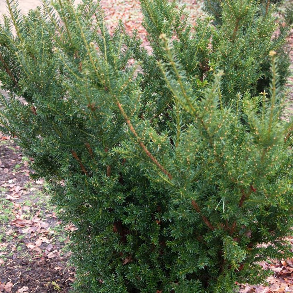 Tisa Hillii gard viu vesnic verde (Taxus Baccata)