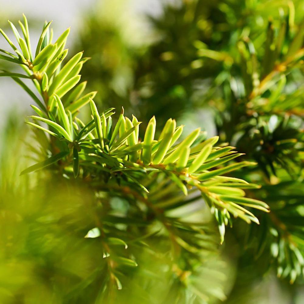 Tisa Semperaurea (Taxus Baccata)