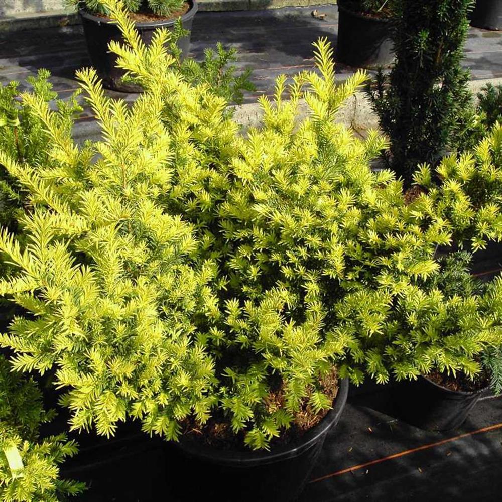 Tisa Semperaurea (Taxus Baccata)