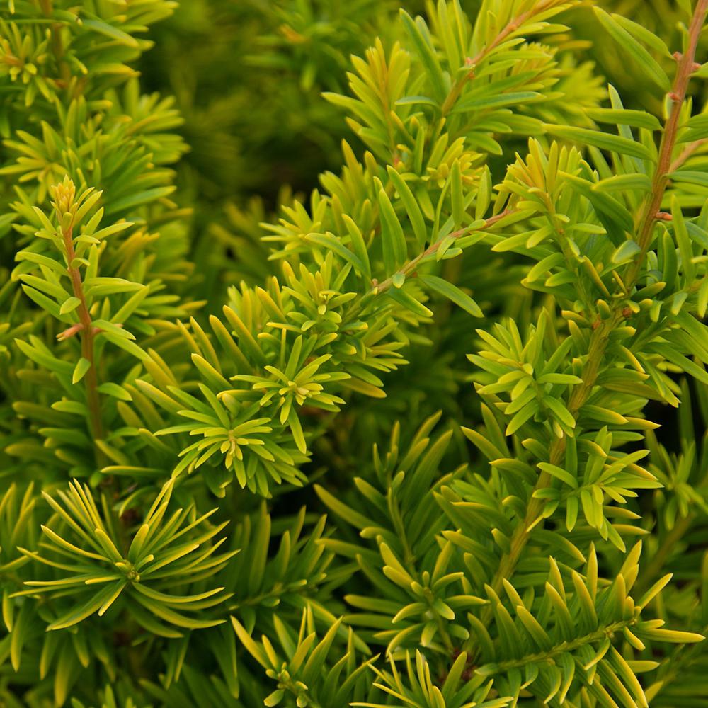 Tisa Semperaurea (Taxus Baccata)