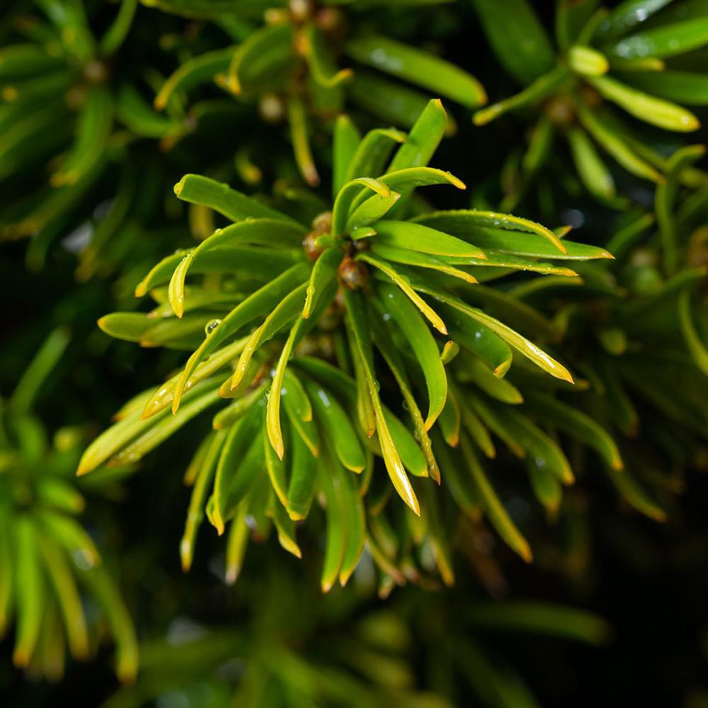 Tisa Stricta Viridis (Taxus Baccata)