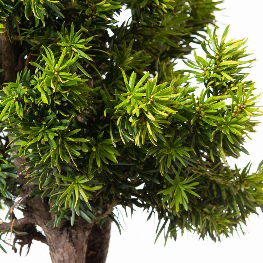 Tisa Stricta Viridis (Taxus Baccata)