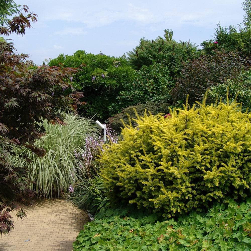 Tisa Summergold (Taxus Baccata)