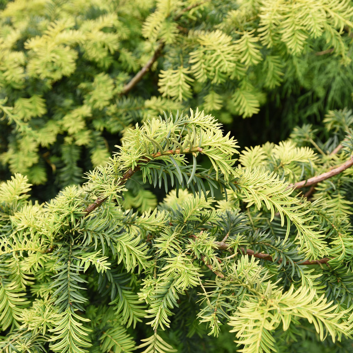 Tisa Summergold (Taxus Baccata)