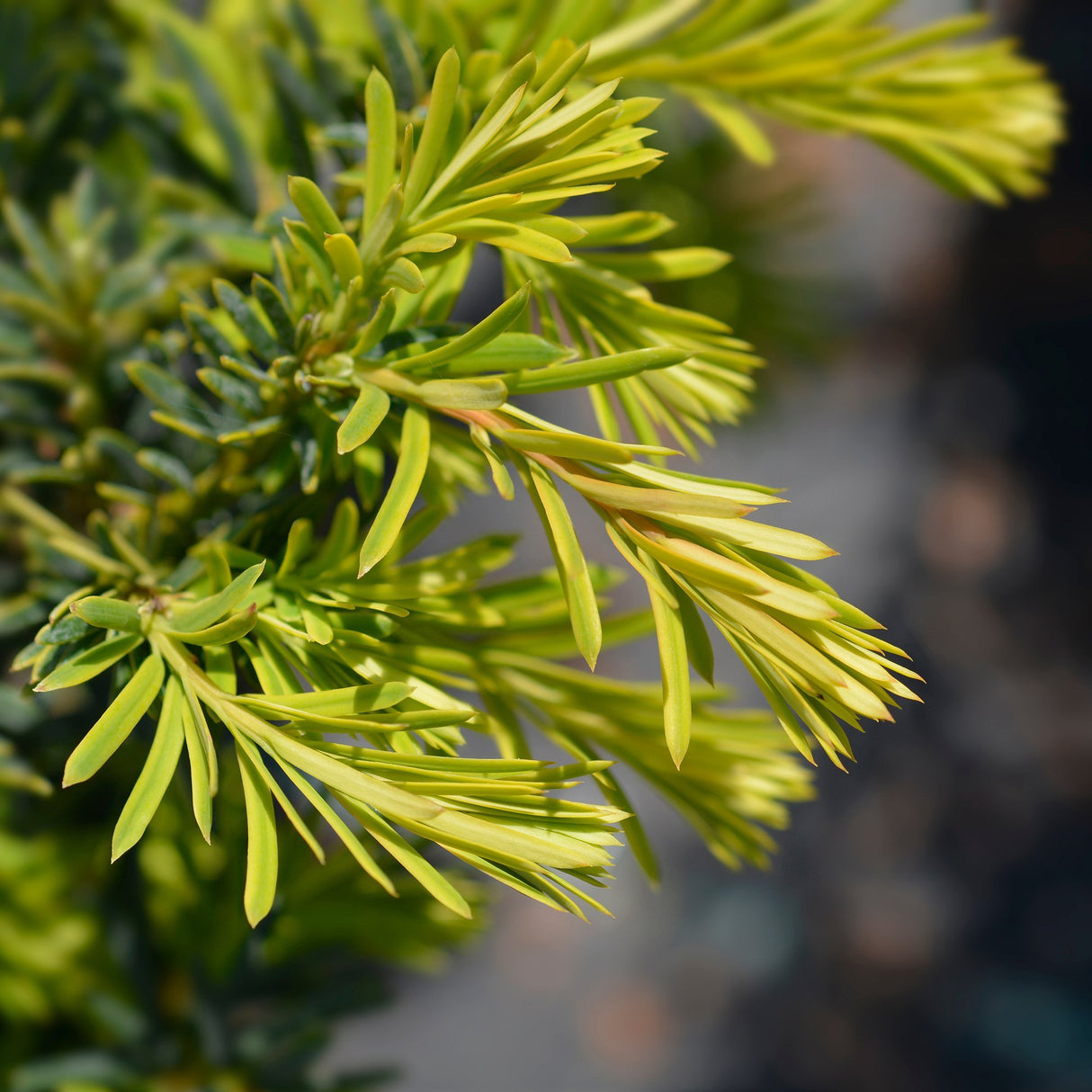Tisa Summergold (Taxus Baccata)