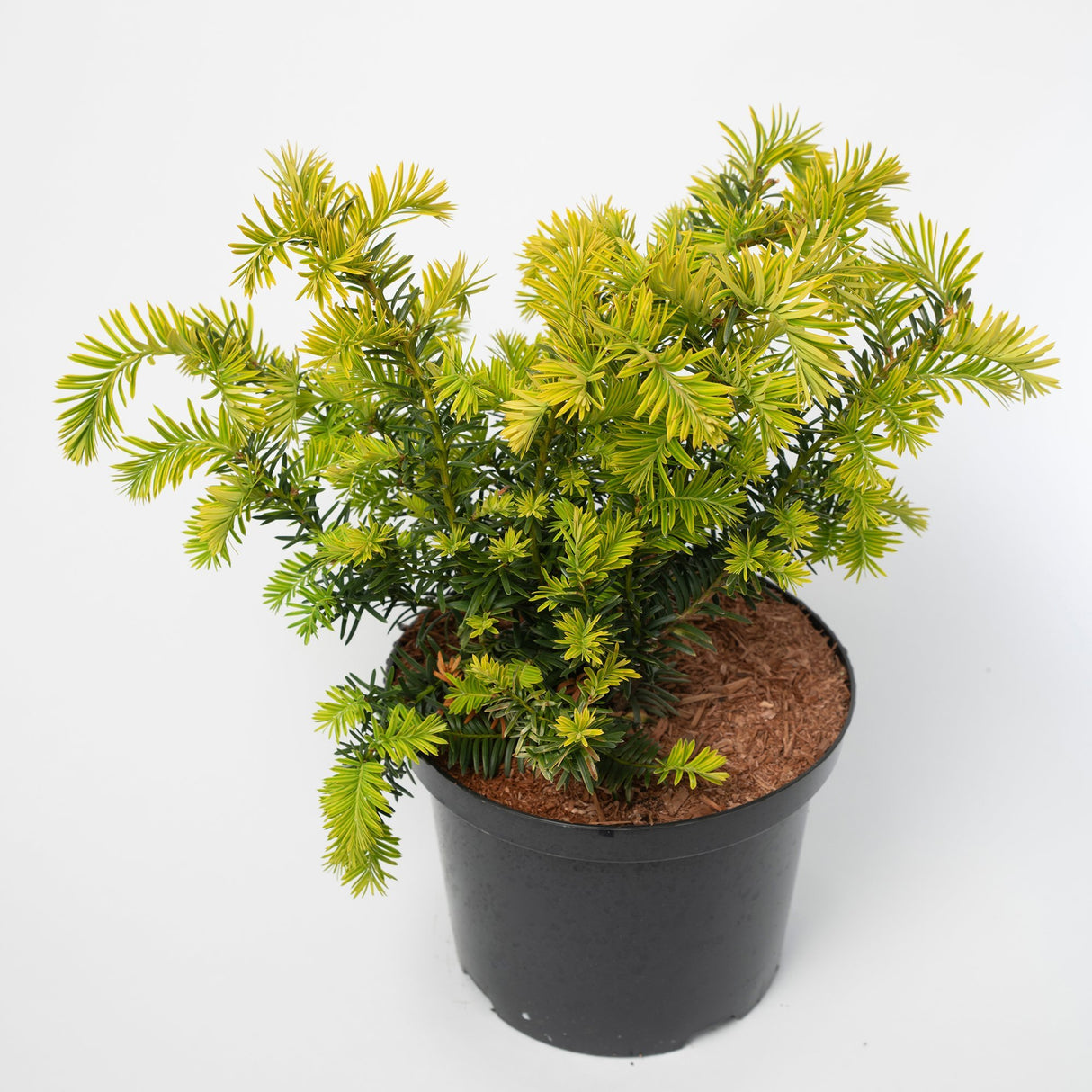 Tisa Summergold (Taxus Baccata)