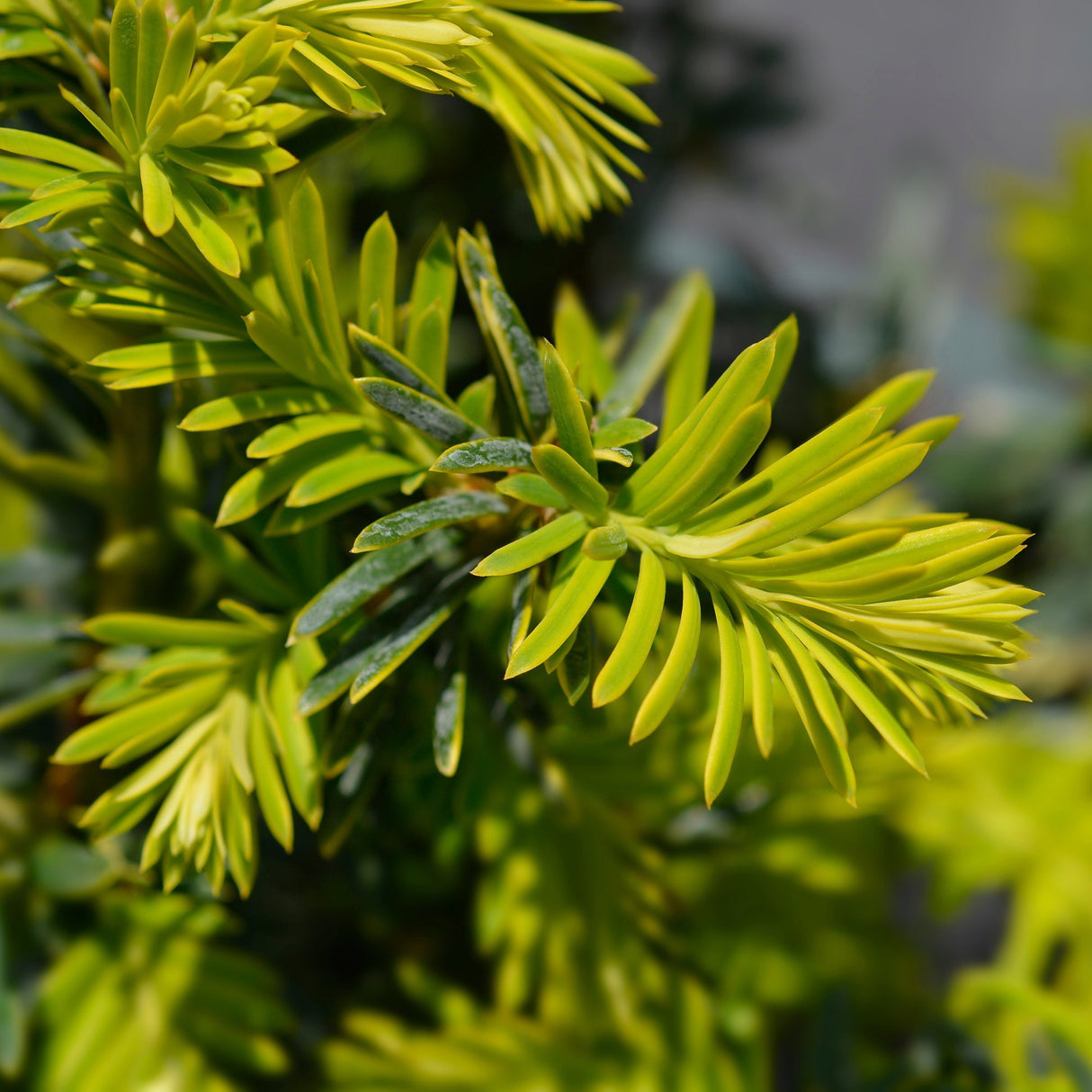Tisa Summergold (Taxus Baccata)