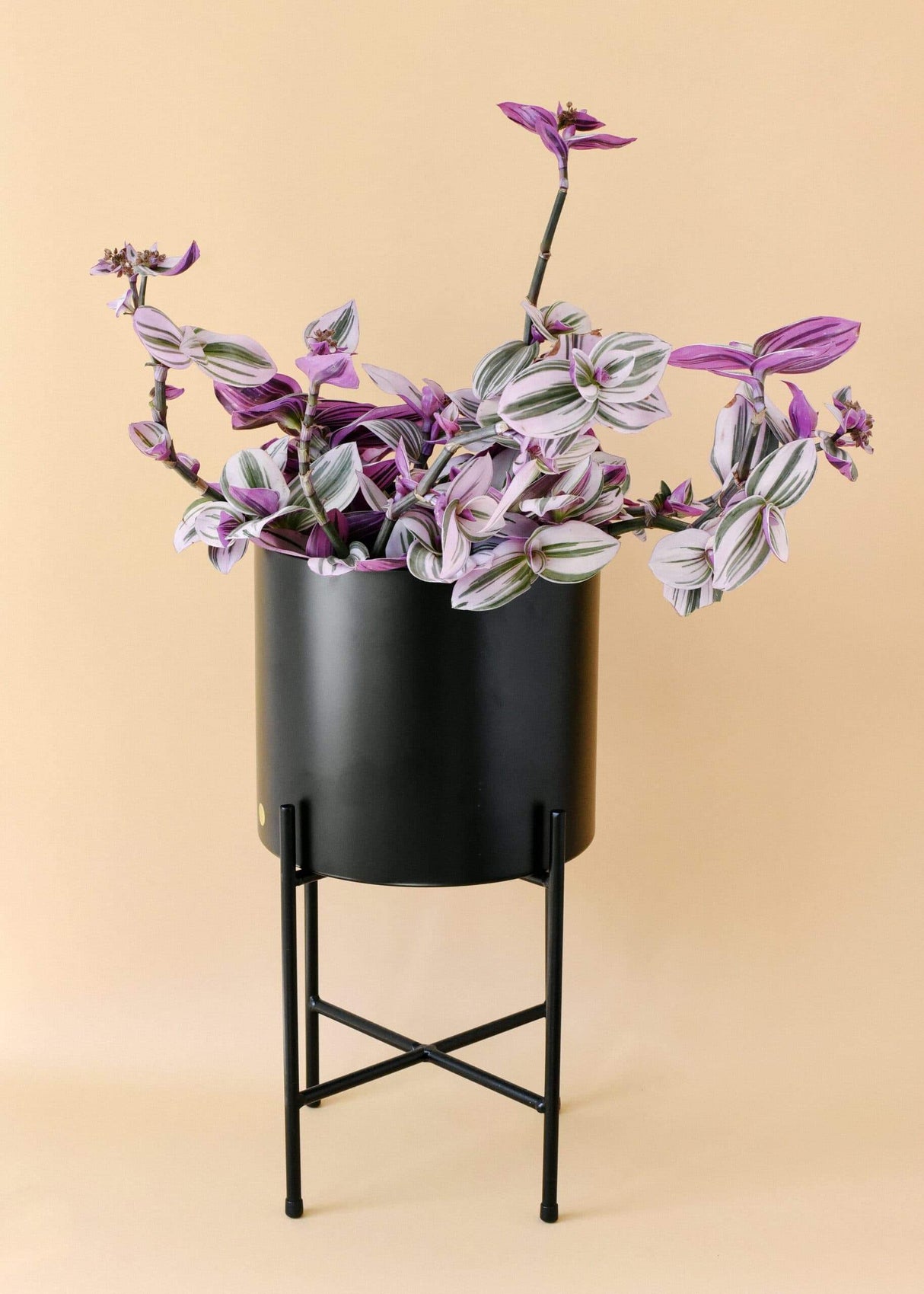 Tradescantia Albiflora Nanouk - 15 cm