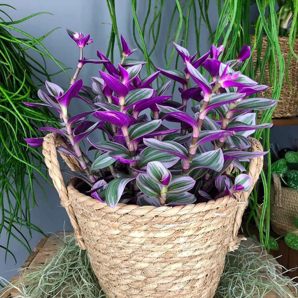 Tradescantia Albiflora Nanouk - 15 cm