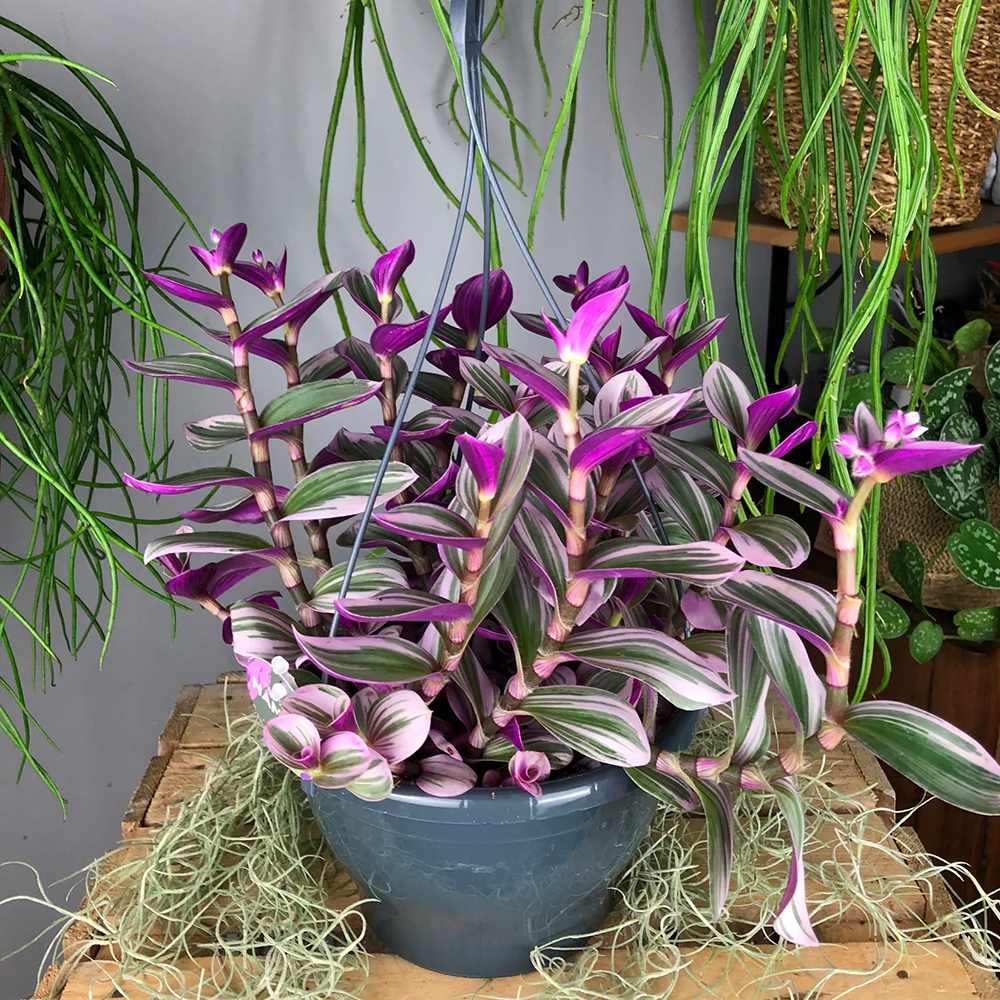 Tradescantia Albiflora Nanouk - 15 cm