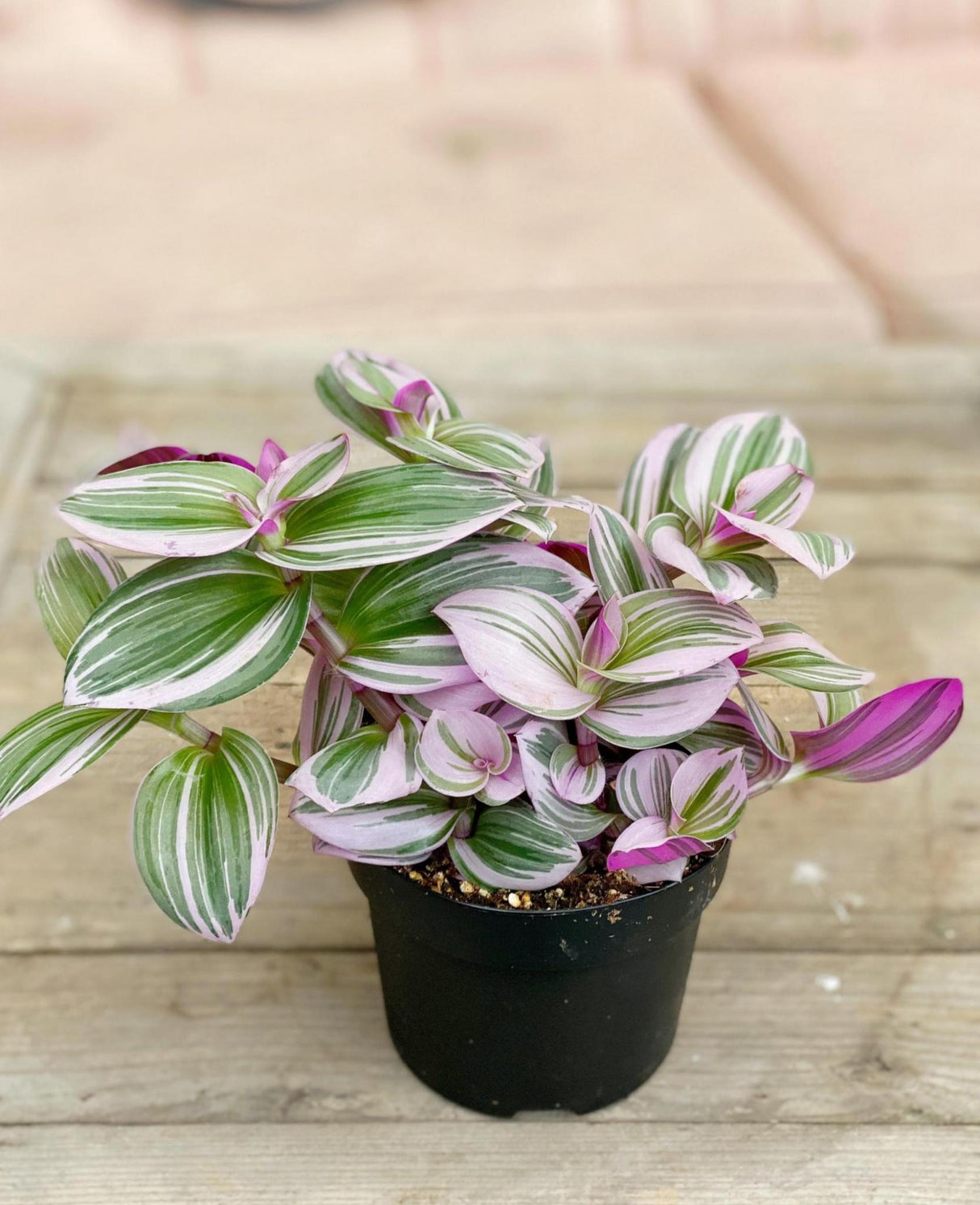 Tradescantia Albiflora Nanouk - 15 cm